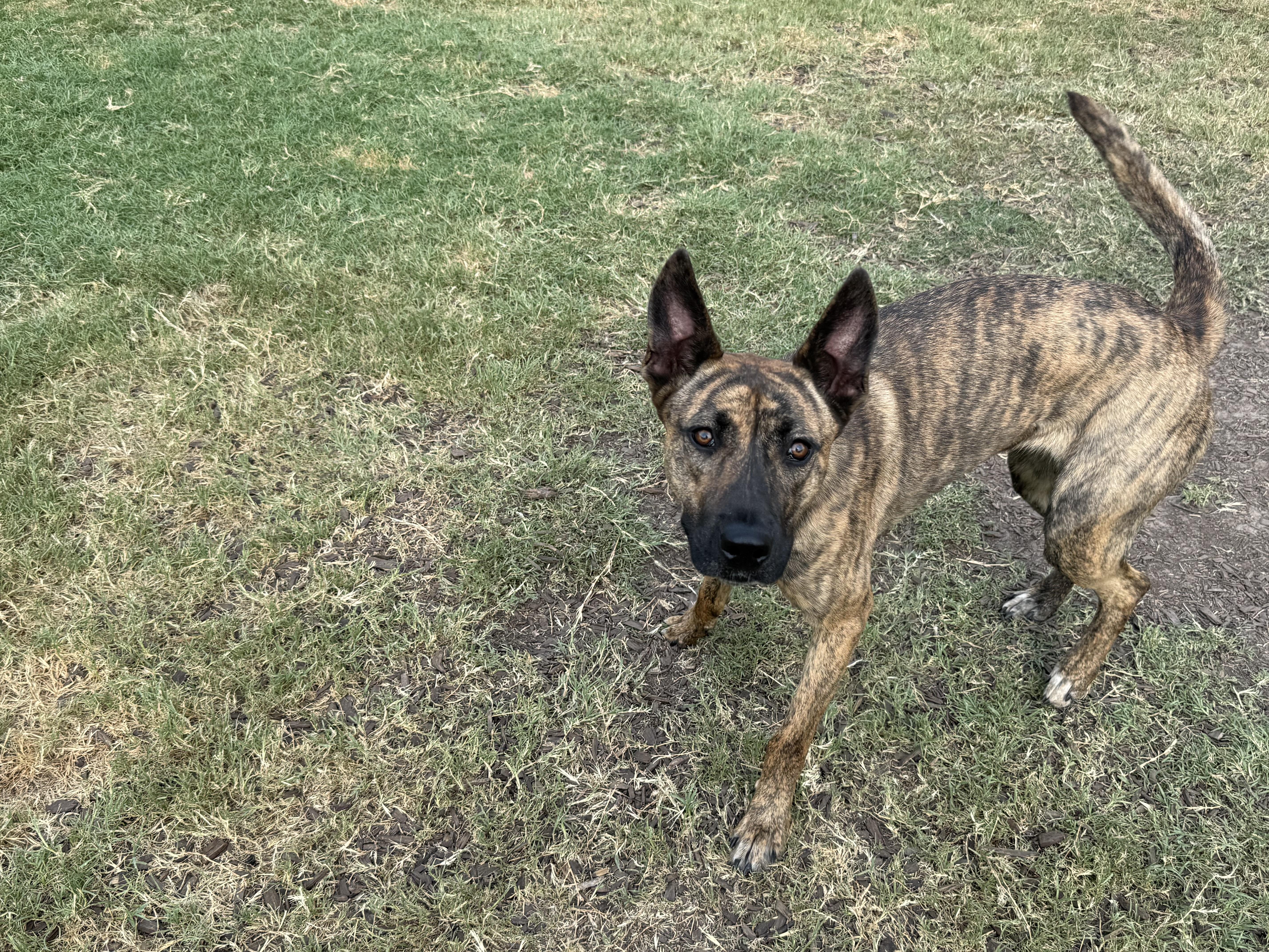 Enlarge Petey Pete, a Adoptable Dutch Shepherd in conroe, TX image 3/6