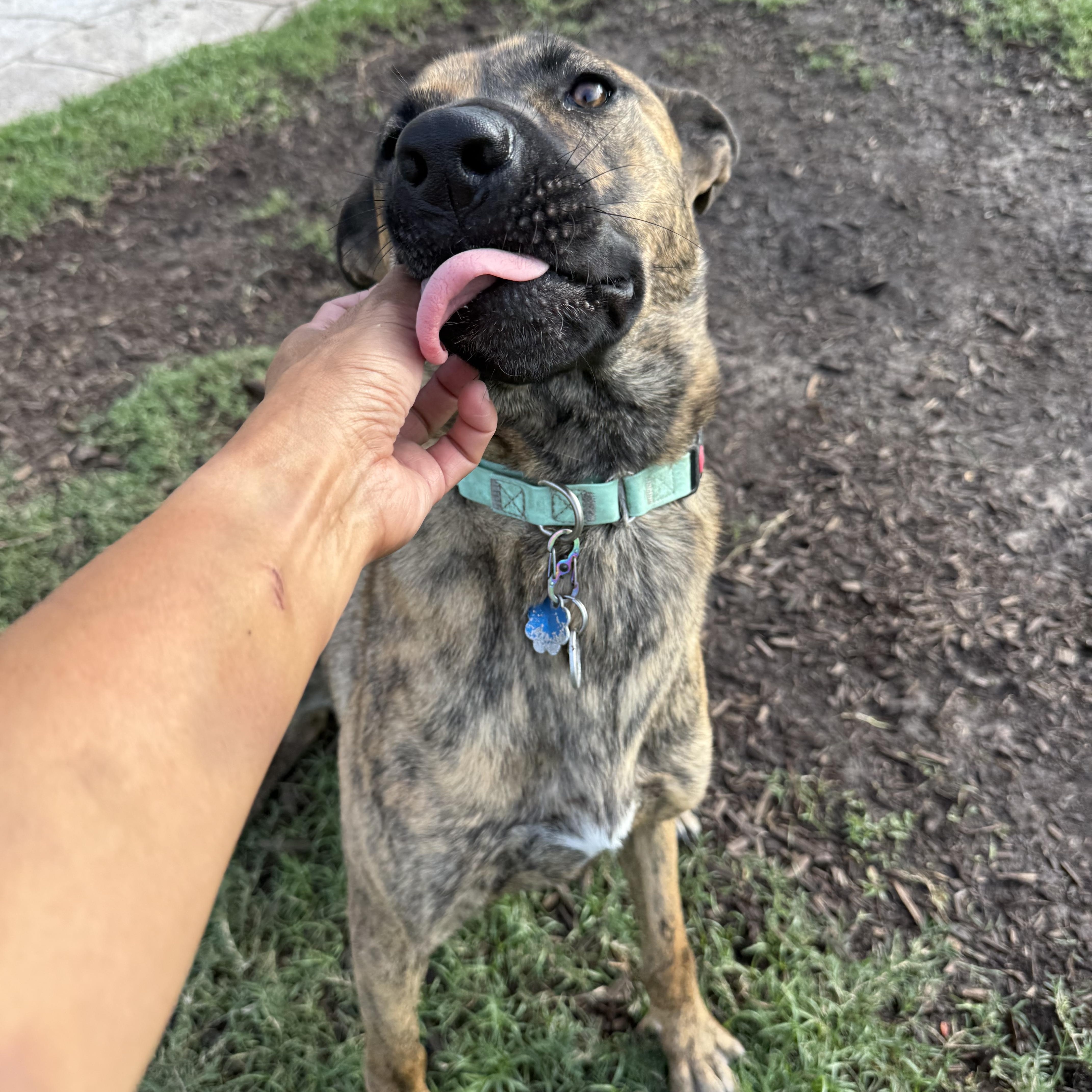 Enlarge Petey Pete, a Adoptable Dutch Shepherd in conroe, TX image 4/6
