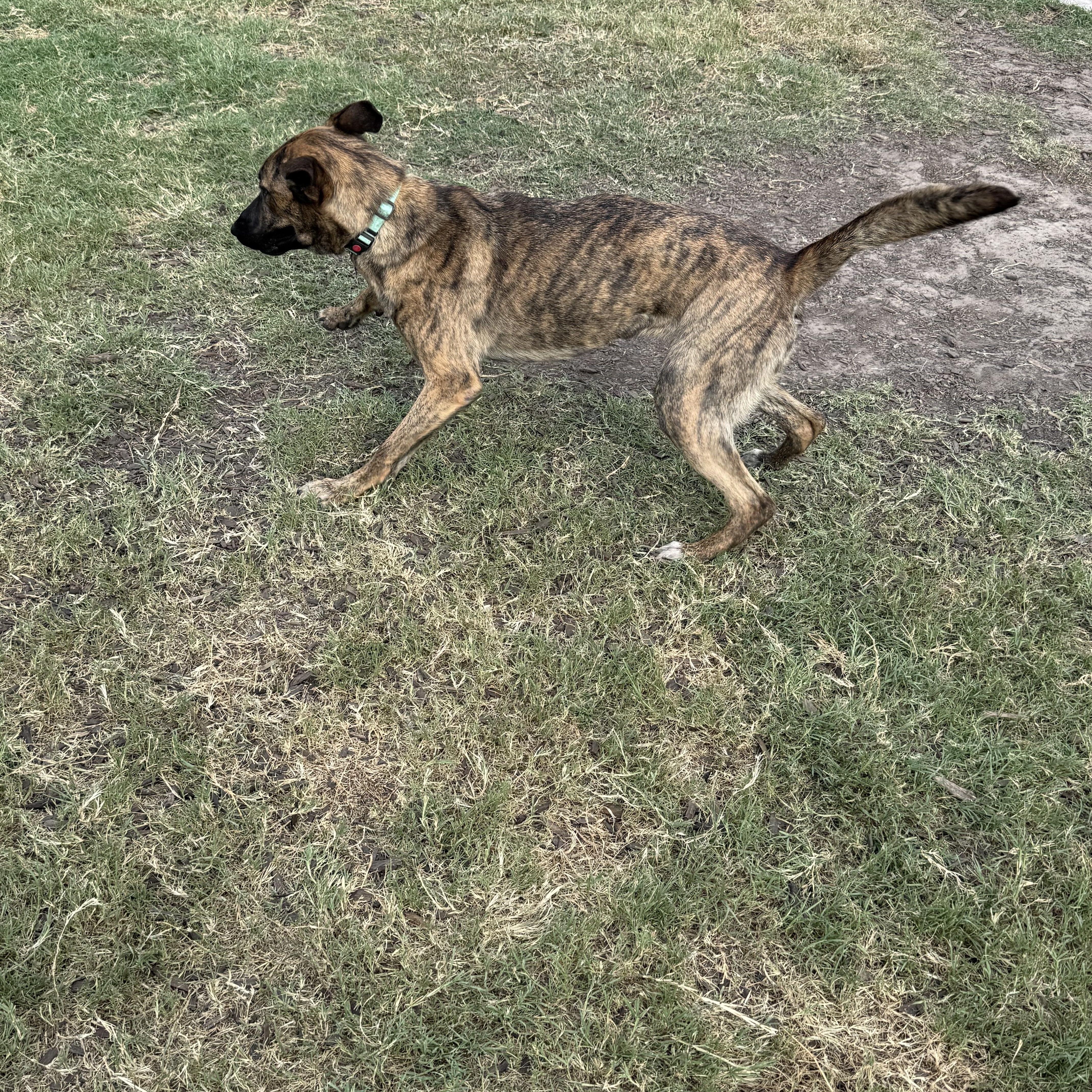 Enlarge Petey Pete, a Adoptable Dutch Shepherd in conroe, TX image 2/6