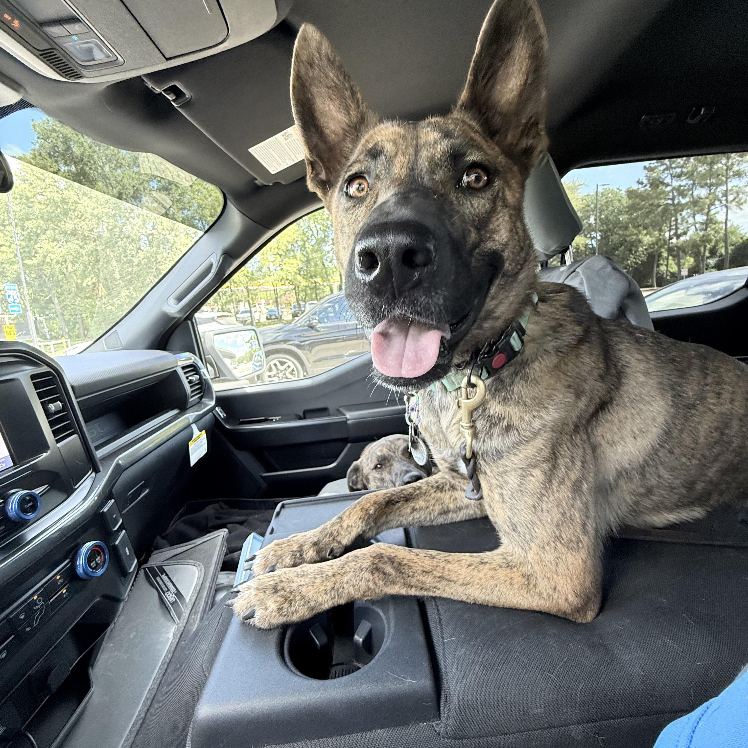 Petey Pete, Adoptable, Adult Female Dutch Shepherd.