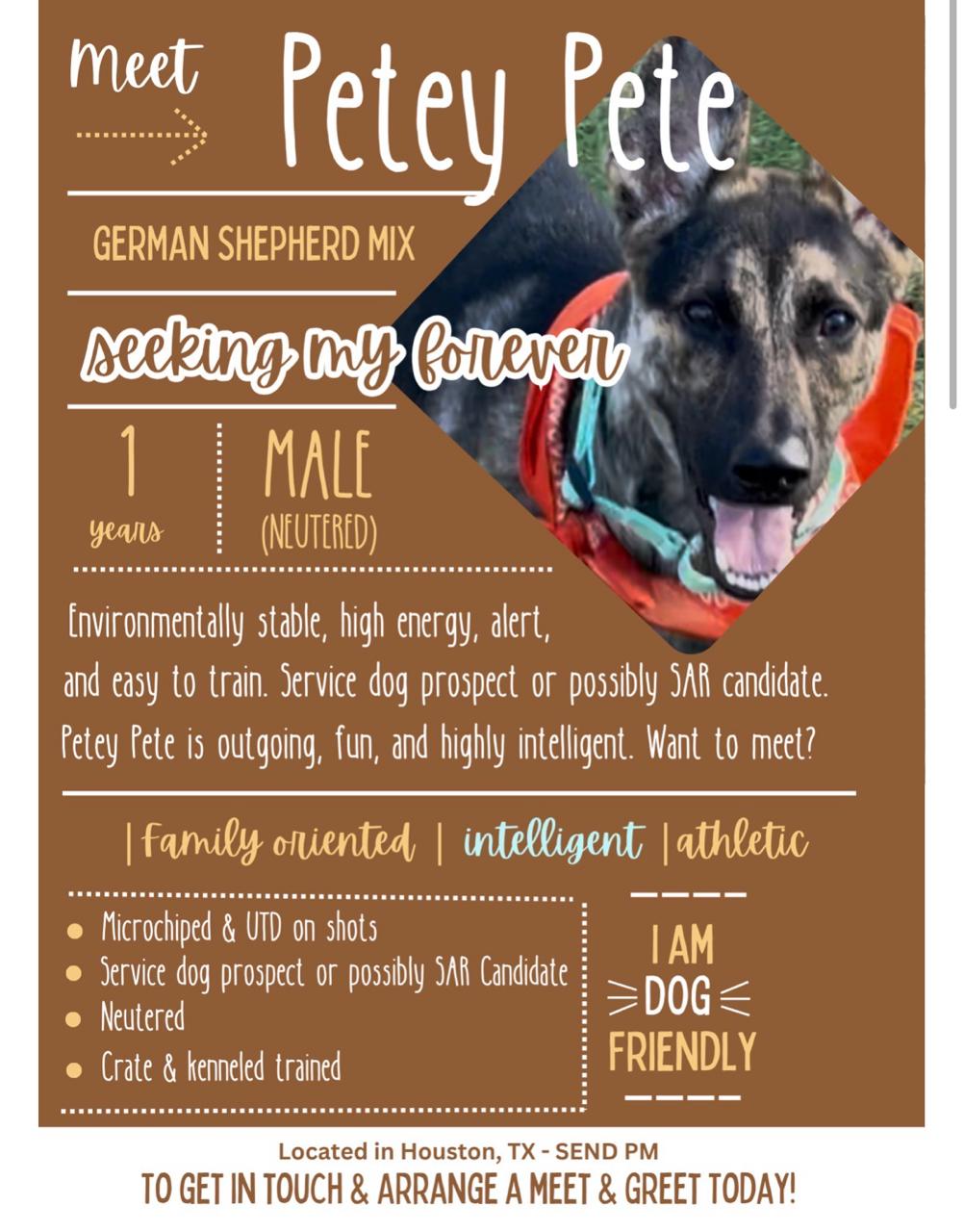 Enlarge Petey Pete, a Adoptable Dutch Shepherd in conroe, TX image 6/6