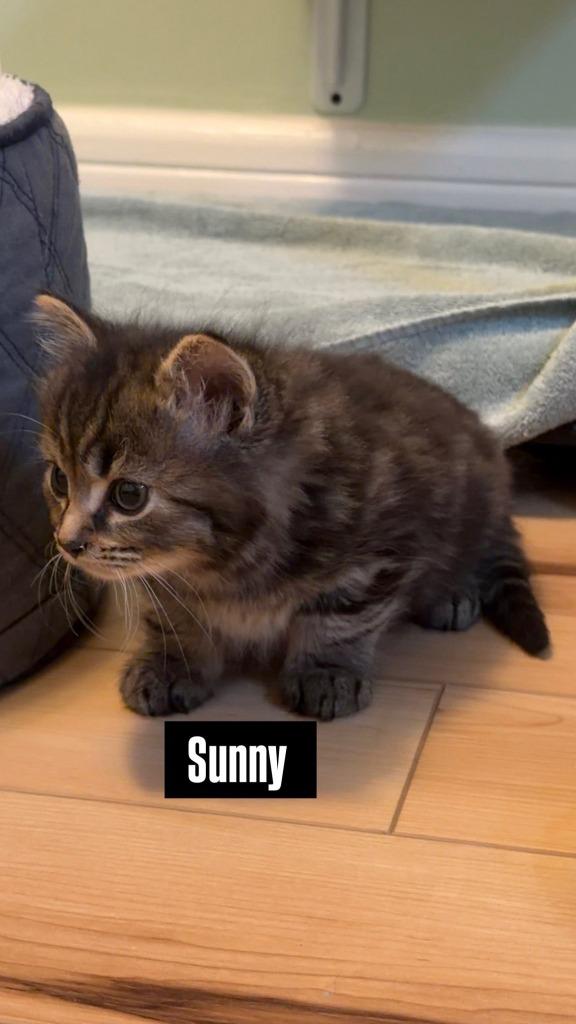 Sunny, Adoptable, Kitten Male Domestic Short Hair.