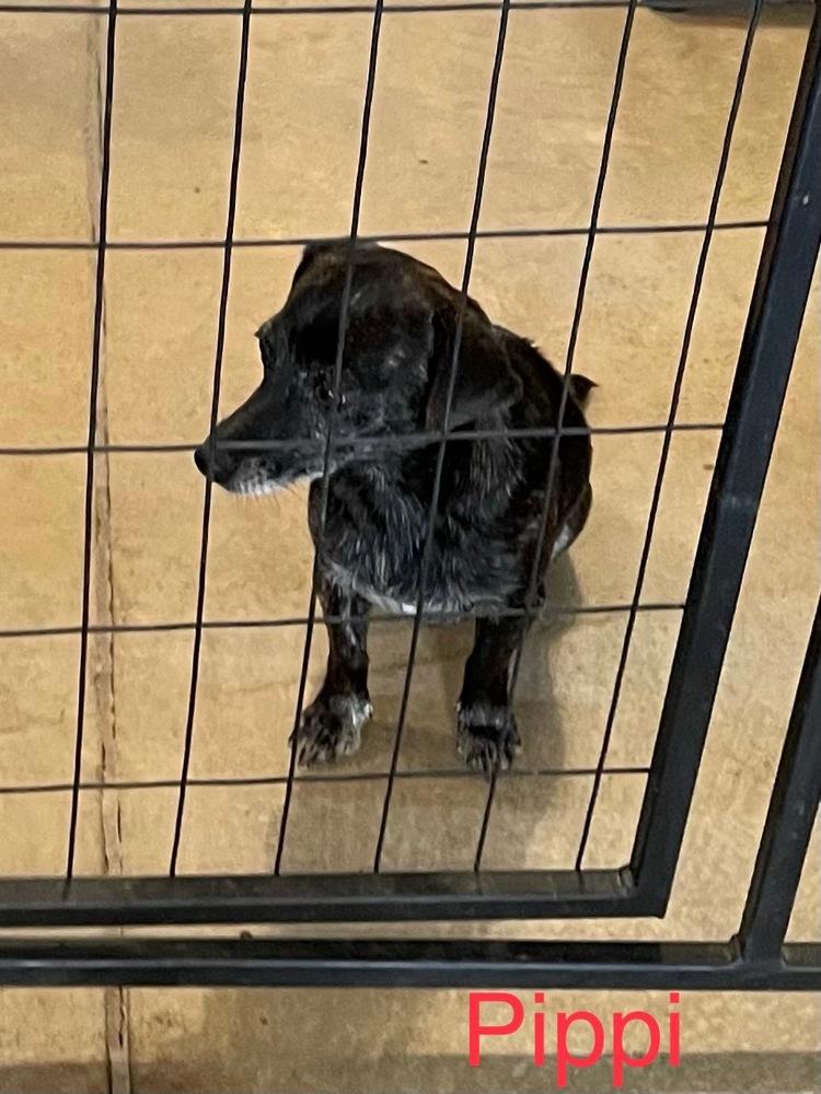 Pippi, Adopted, Young Female Dachshund.