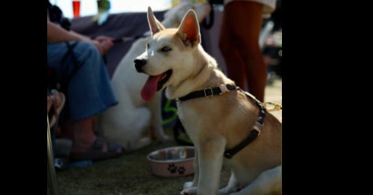 Orion, Adoptable, Puppy Male Husky.