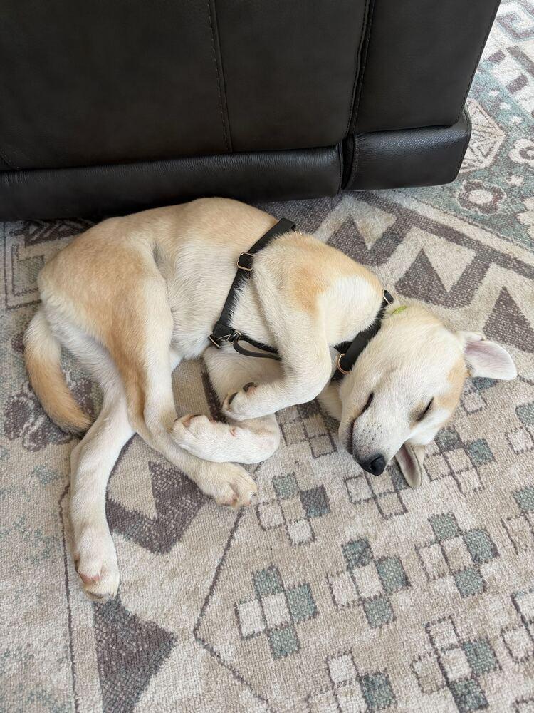 Orion, Adoptable, Puppy Male Husky.