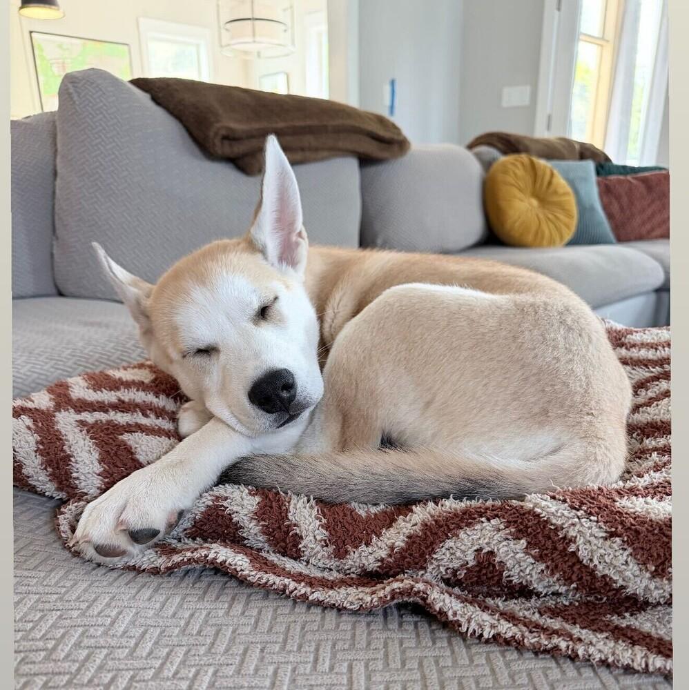 Enlarge Orion, a Adoptable mixed breed in Wake Forest, NC image 2/6