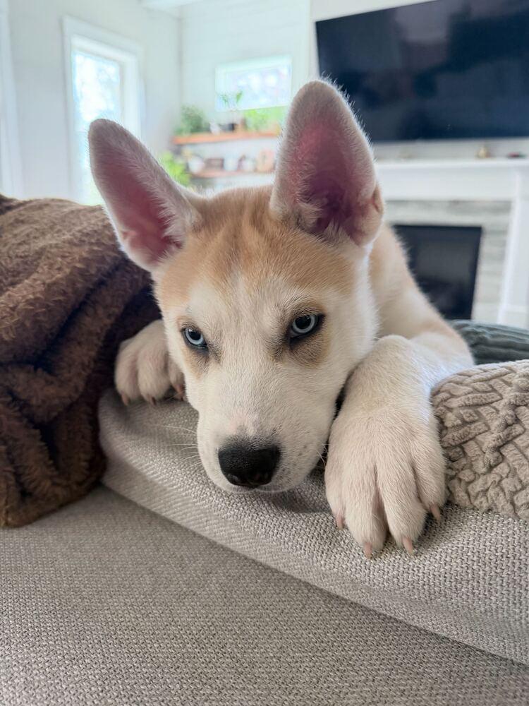 Enlarge Orion, a Adoptable mixed breed in Wake Forest, NC image 3/6