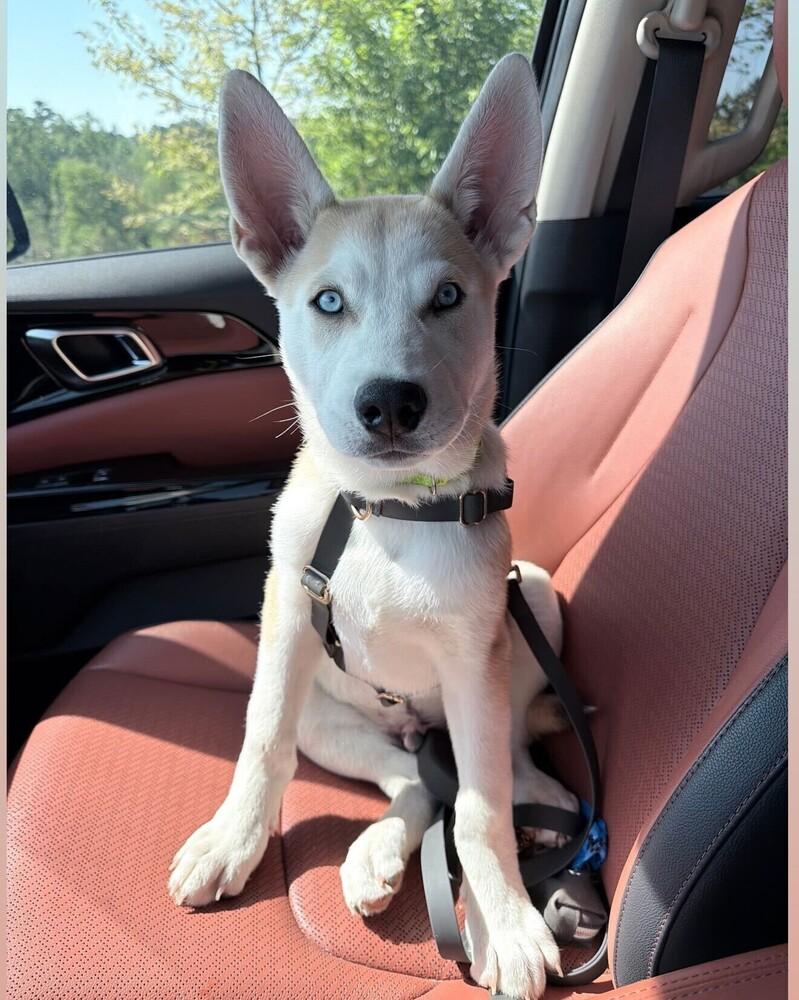 Enlarge Orion, a Adoptable mixed breed in Wake Forest, NC image 4/6