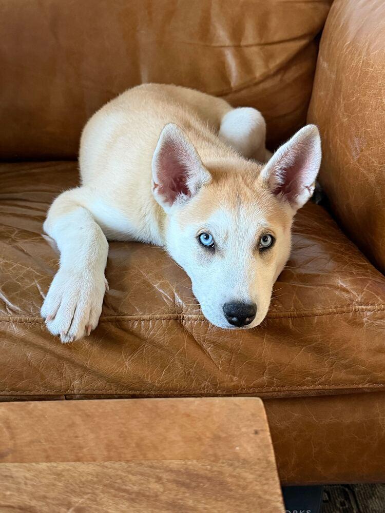 Enlarge Orion, a Adoptable mixed breed in Wake Forest, NC image 5/6