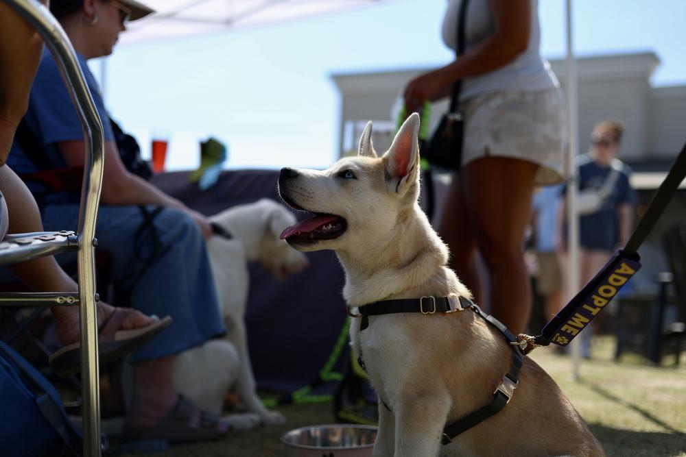Enlarge Orion, a Adoptable mixed breed in Wake Forest, NC image 6/6
