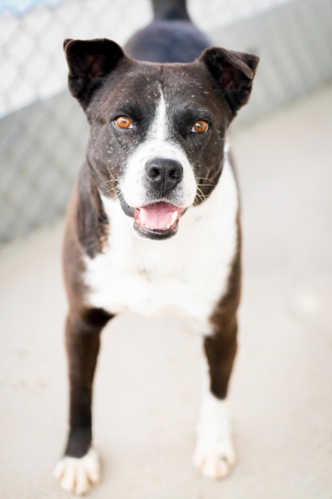Joonior / Rocket 2, Adoptable, Adult Male Labrador Retriever & Cattle Dog.