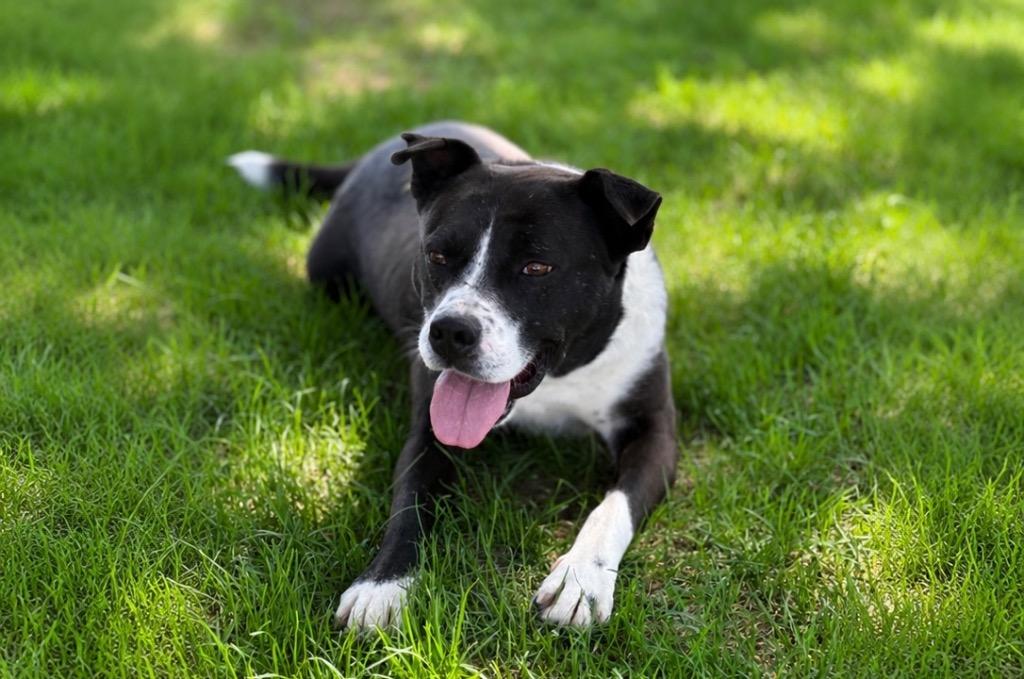 Enlarge Joonior / Rocket 2, a Adoptable mixed breed in Fort Lupton, CO image 2/6