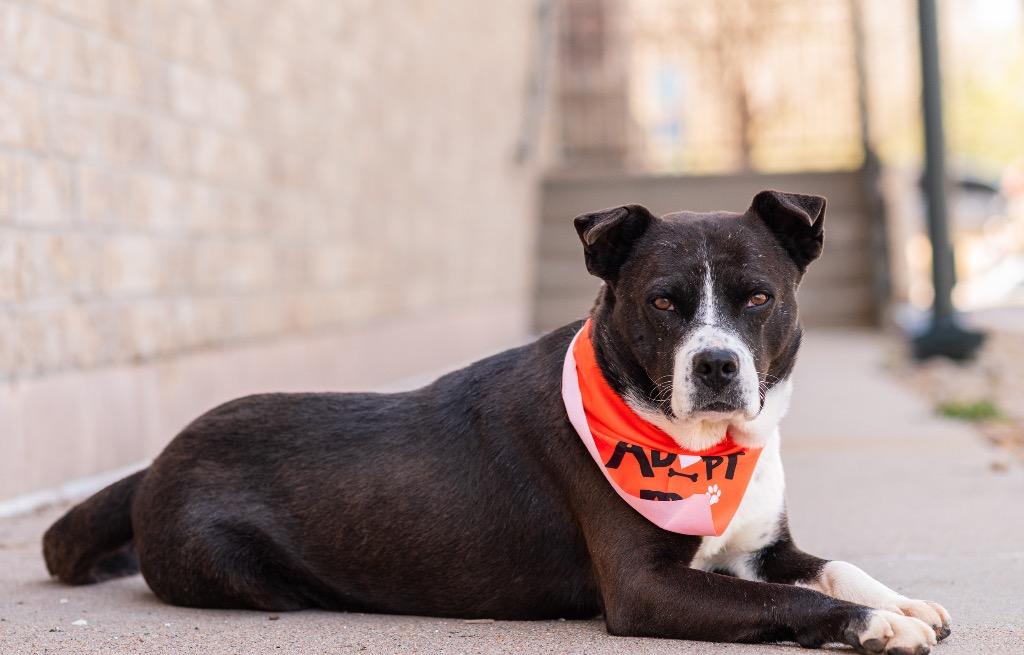 Enlarge Joonior / Rocket 2, a Adoptable mixed breed in Fort Lupton, CO image 3/6
