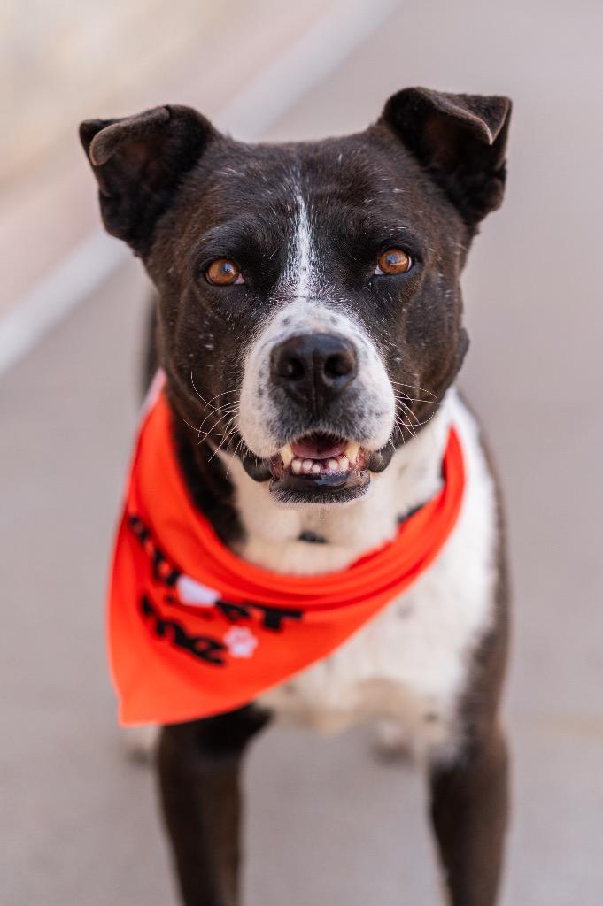 Enlarge Joonior / Rocket 2, a Adoptable mixed breed in Fort Lupton, CO image 4/6