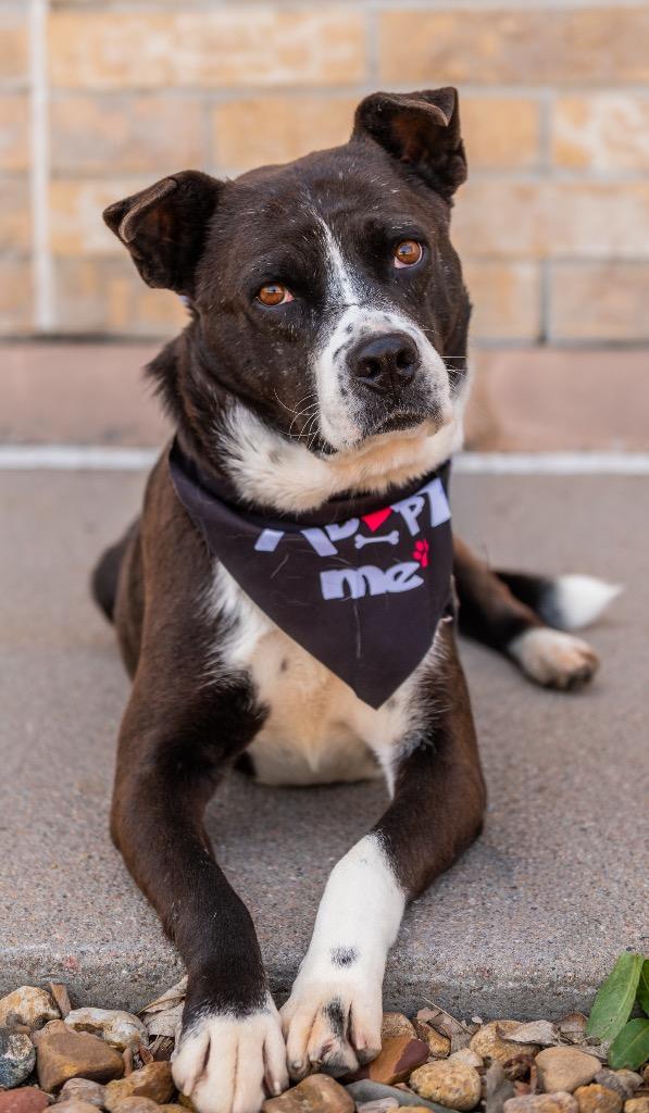 Enlarge Joonior / Rocket 2, a Adoptable mixed breed in Fort Lupton, CO image 5/6