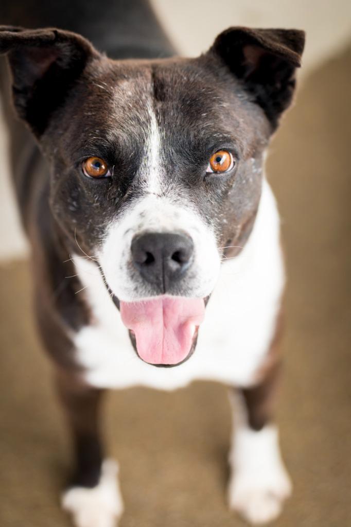 Enlarge Joonior / Rocket 2, a Adoptable mixed breed in Fort Lupton, CO image 6/6