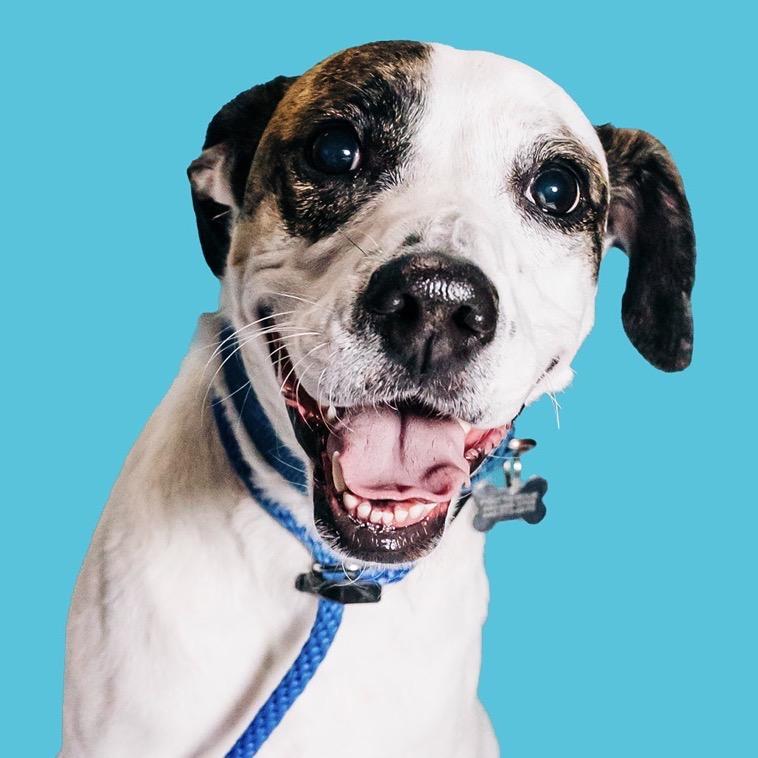 Enlarge Ziggy, a Adoptable Mixed Breed in Avon, OH image 1/6