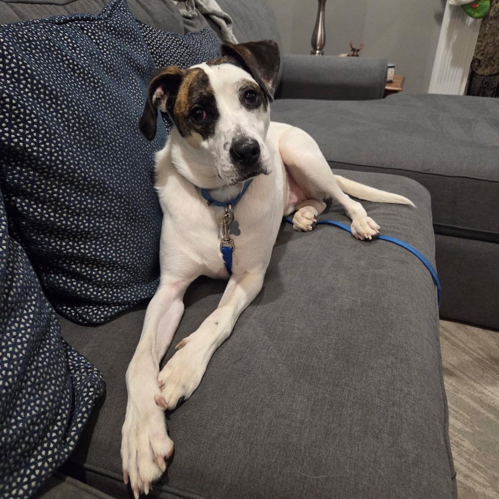 Ziggy, a Adoptable Mixed Breed in Avon, OH image 2/6