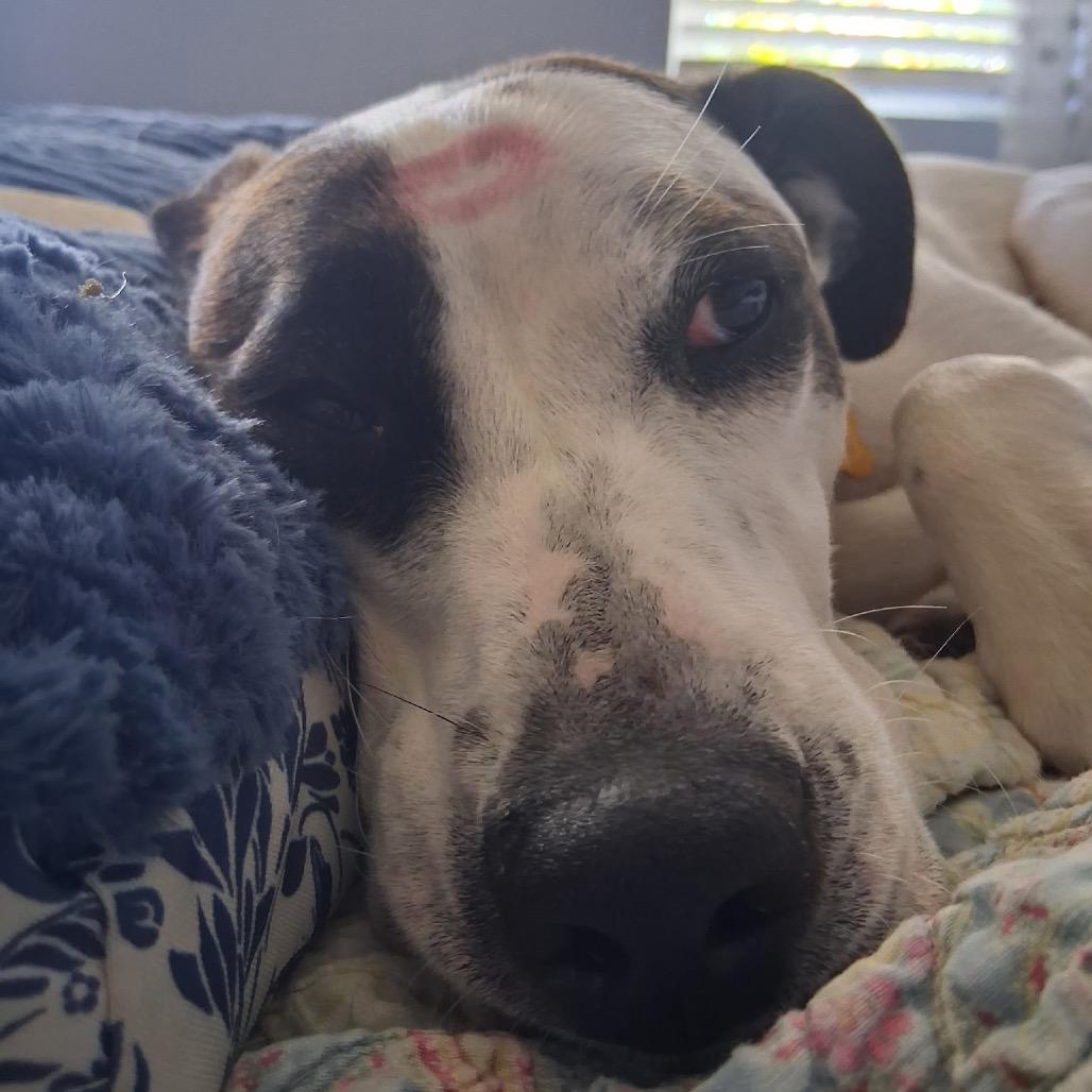 Ziggy, a Adoptable Mixed Breed in Avon, OH image 3/6