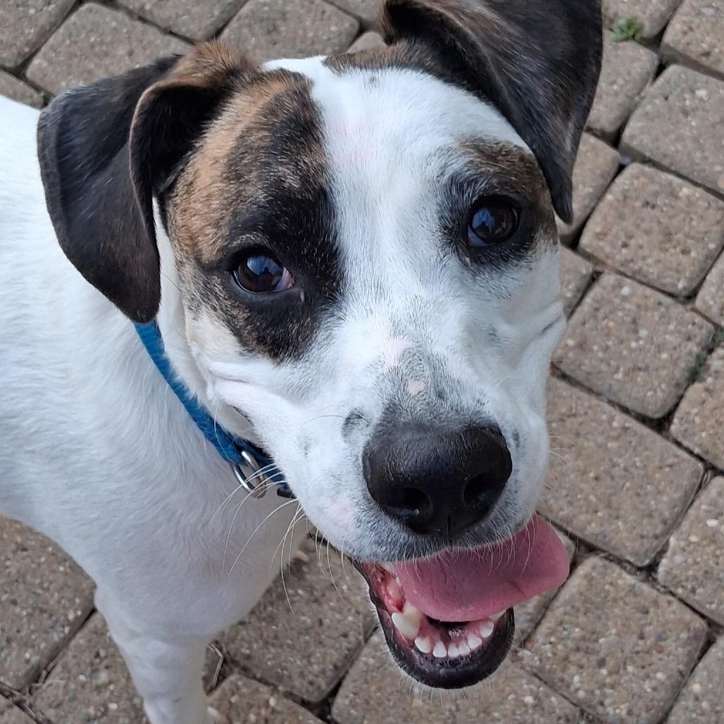 Ziggy, a Adoptable Mixed Breed in Avon, OH image 4/6