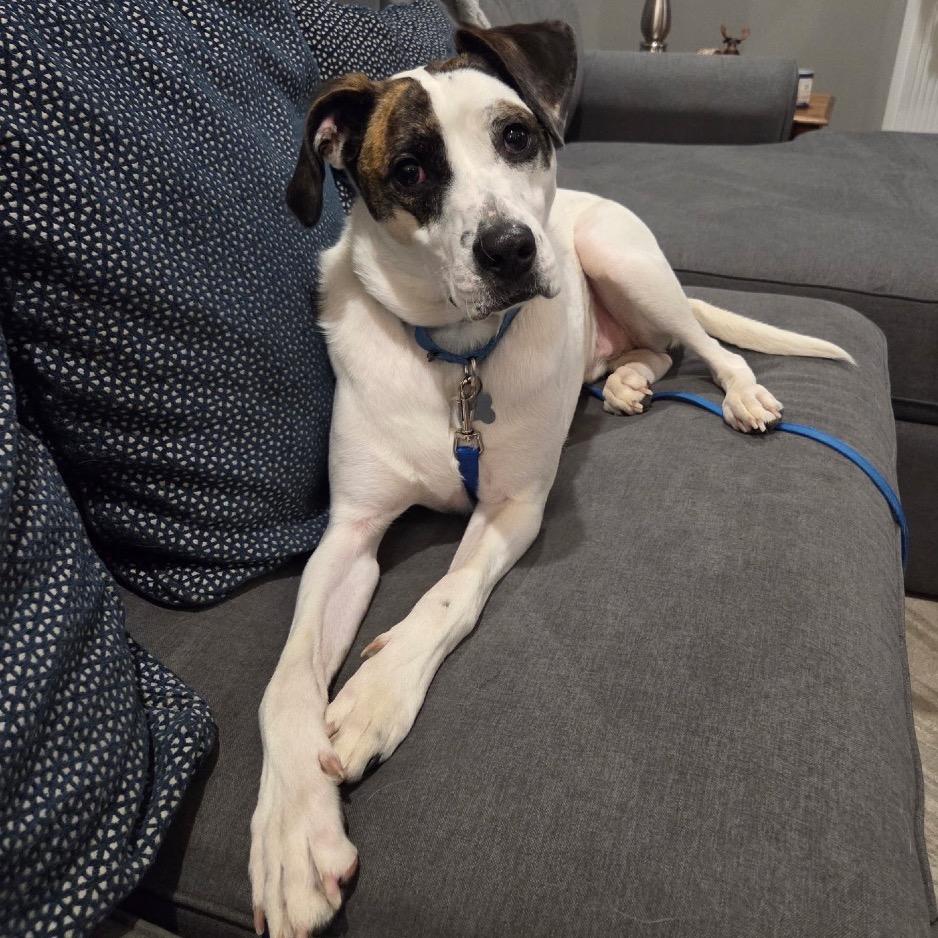 Enlarge Ziggy, a Adoptable Mixed Breed in Avon, OH image 4/6