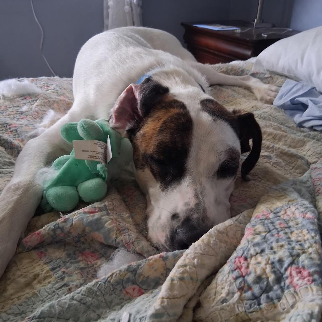 Ziggy, a Adoptable Mixed Breed in Avon, OH image 5/6