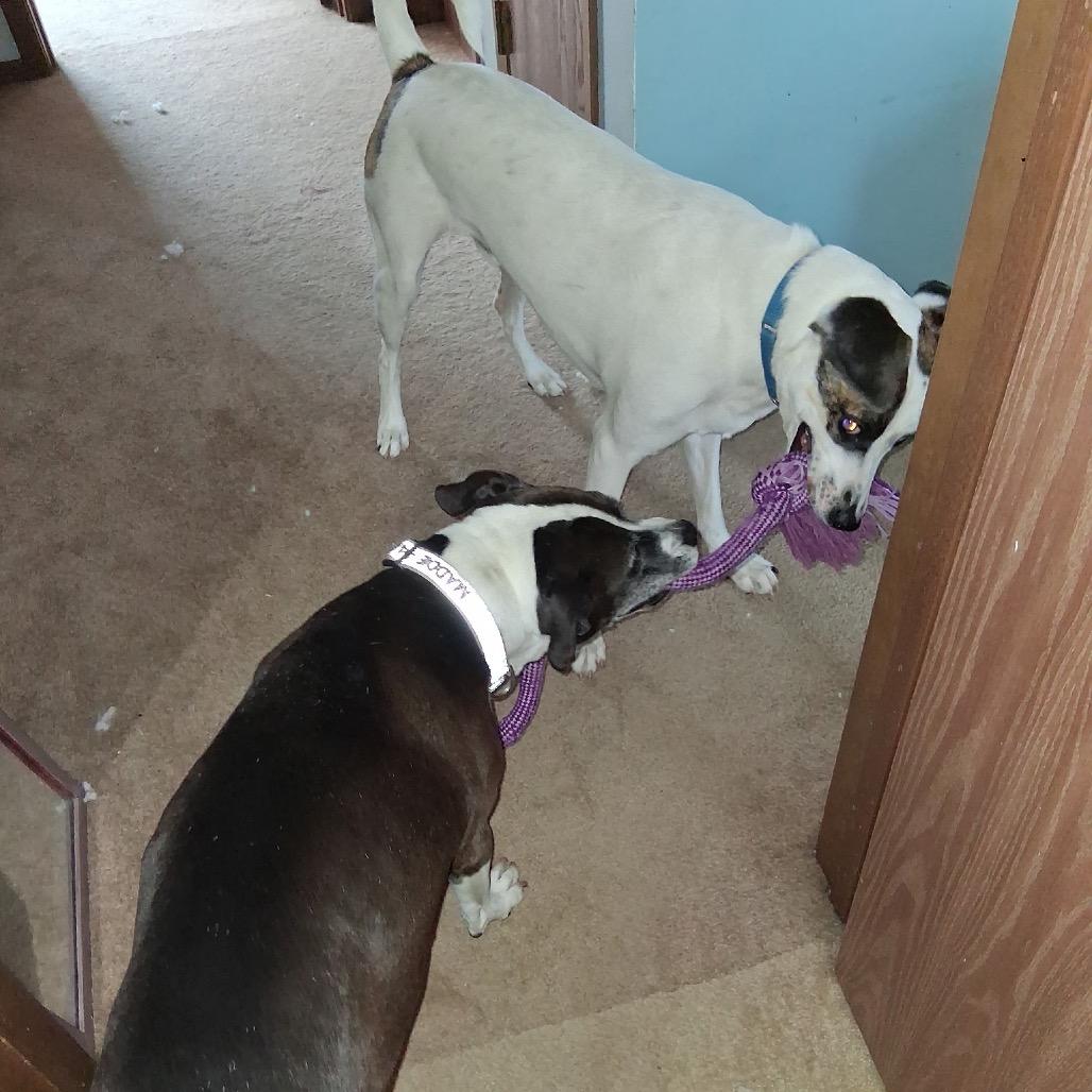 Ziggy, a Adoptable Mixed Breed in Avon, OH image 6/6