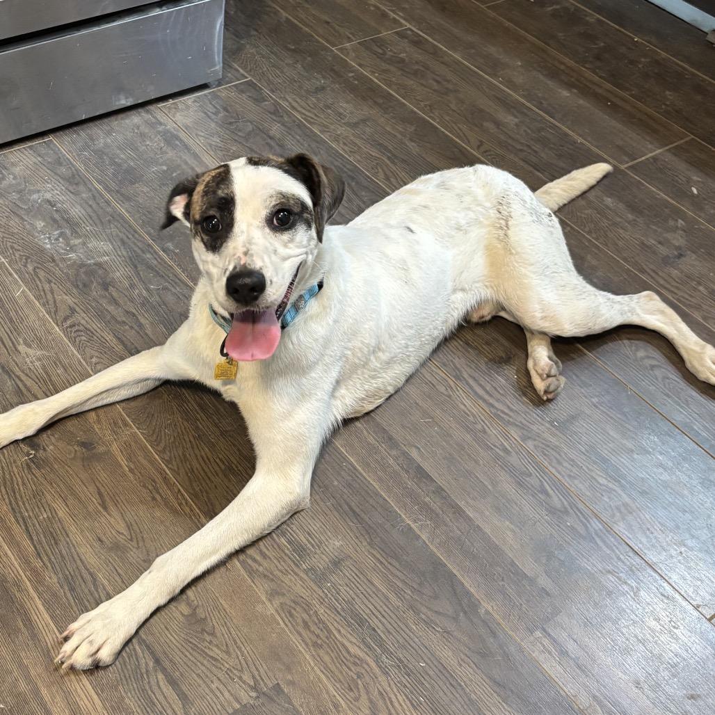 Ziggy, a Adoptable Mixed Breed in Avon, OH image 6/6
