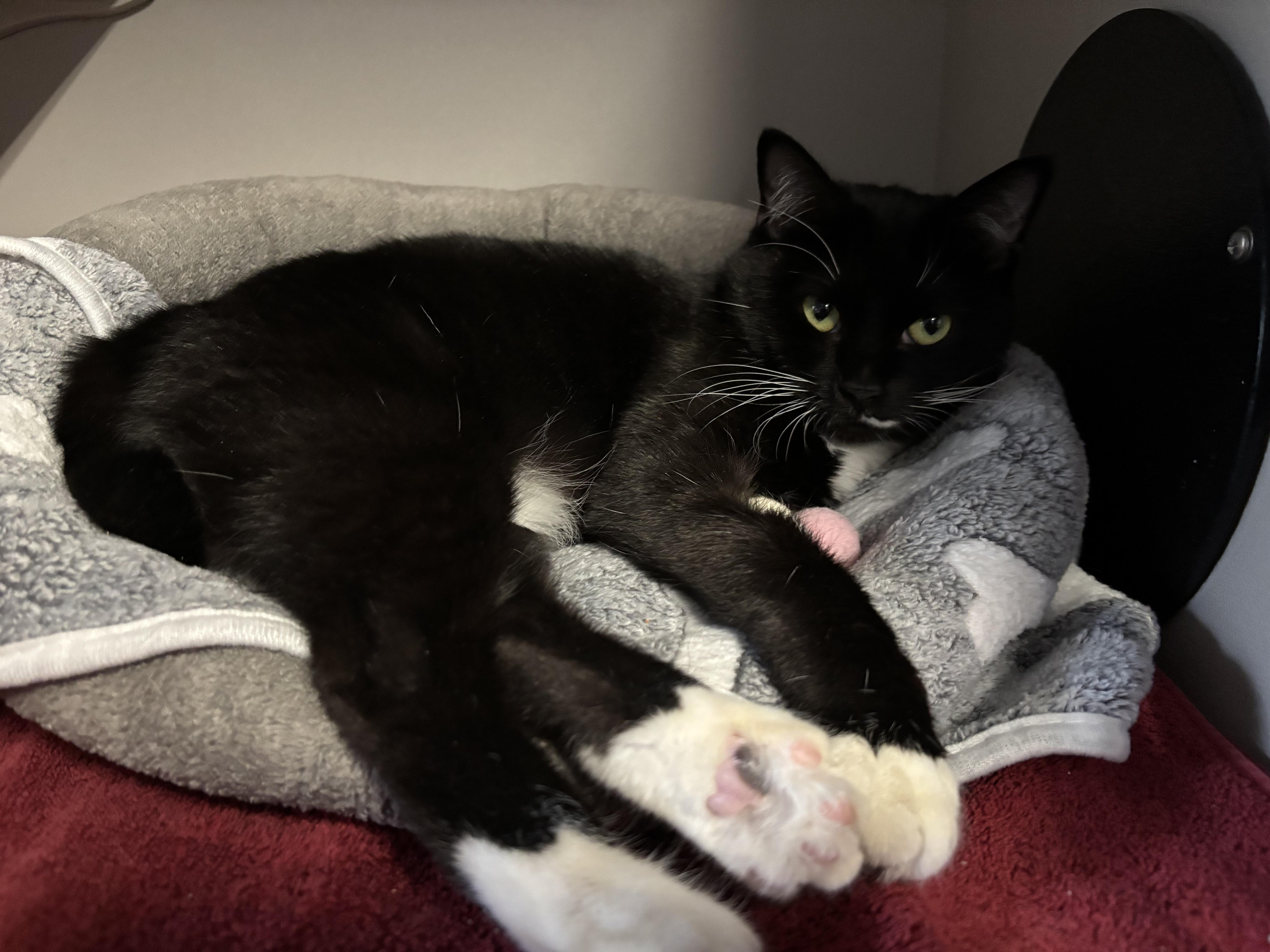 Chanel — thumbnail 2