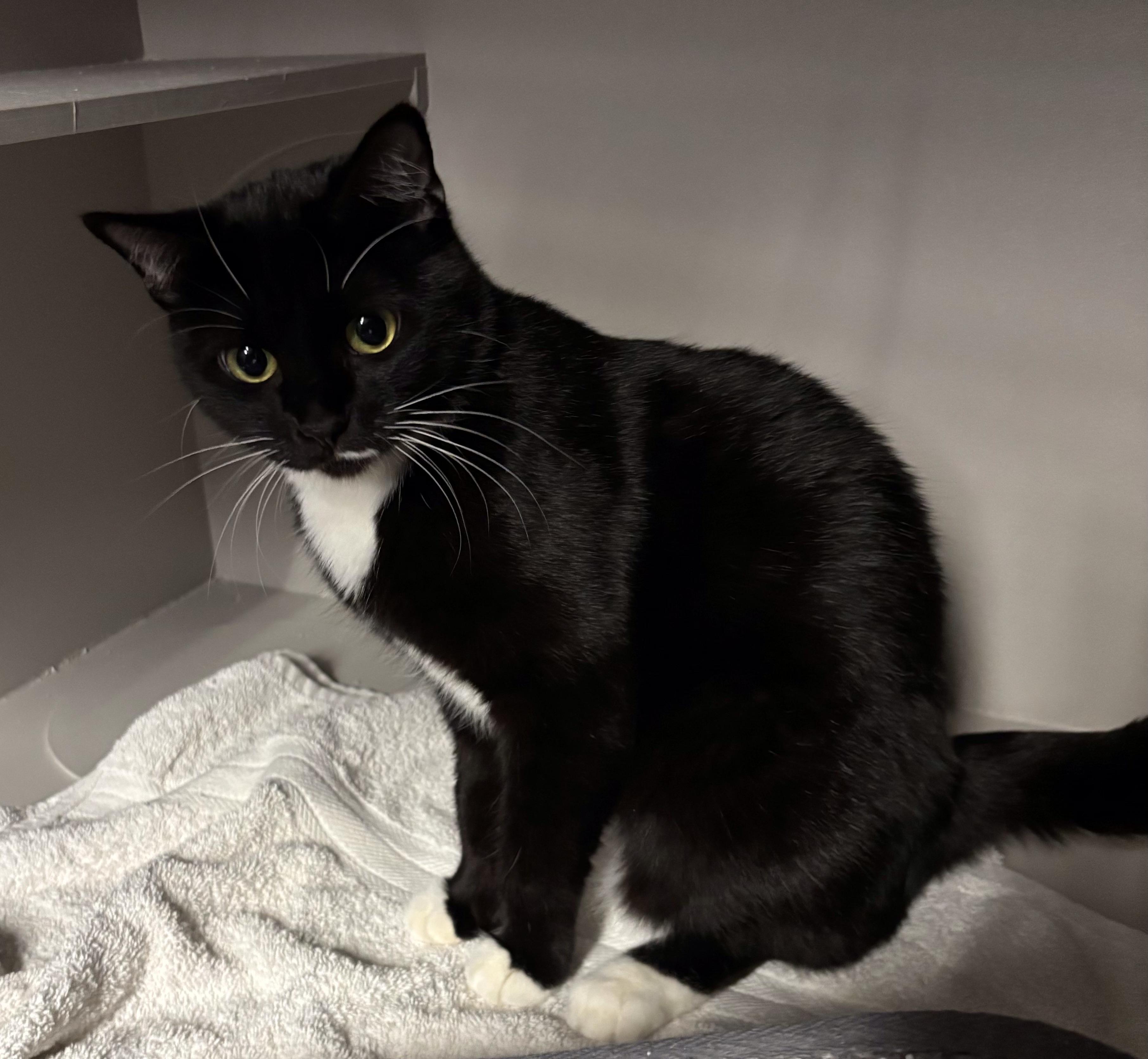 Enlarge Chanel, a Adoptable Domestic Short Hair in Phoenix, AZ image 2/2