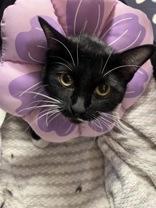 Enlarge Chanel, a Adoptable Domestic Short Hair in Phoenix, AZ image 1/2