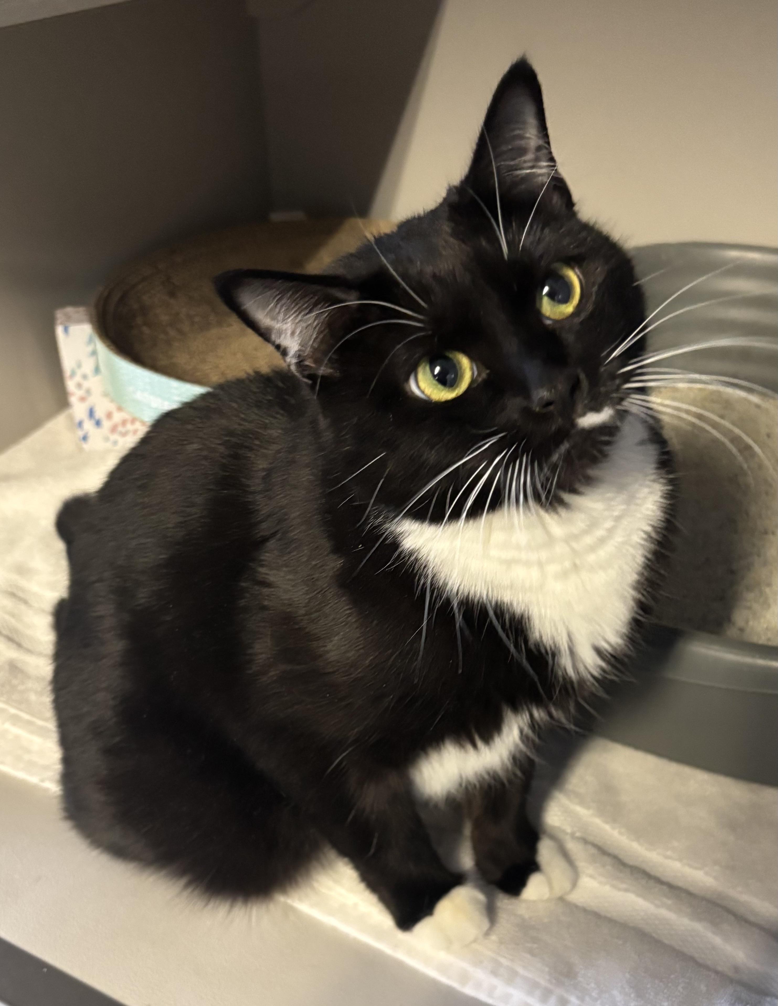 Chanel — thumbnail 4