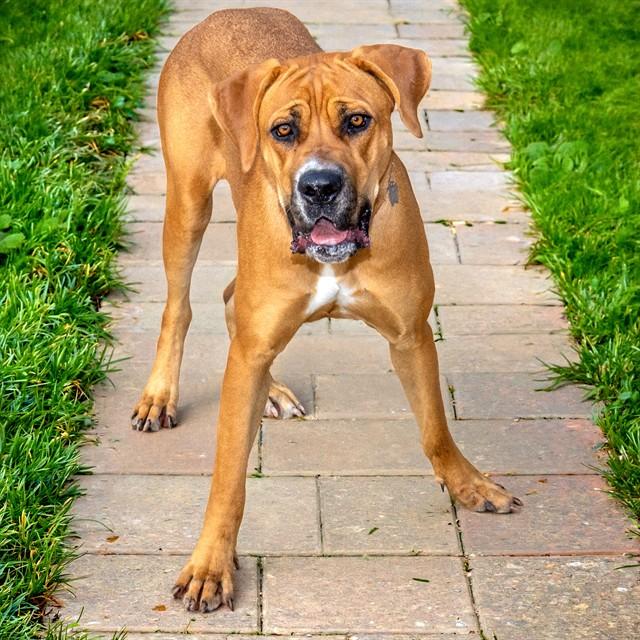 Enlarge BAILEY, a Adoptable mixed breed in Saint Louis, MO image 1/1