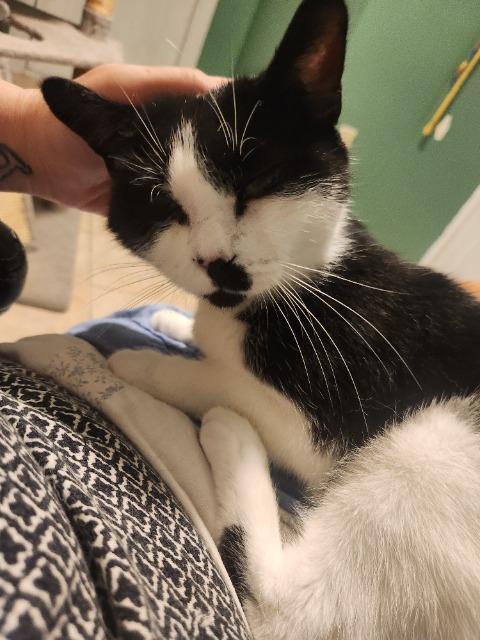 Enlarge Kiki Spohrer, a Adoptable mixed breed in Pawtucket, RI image 1/4