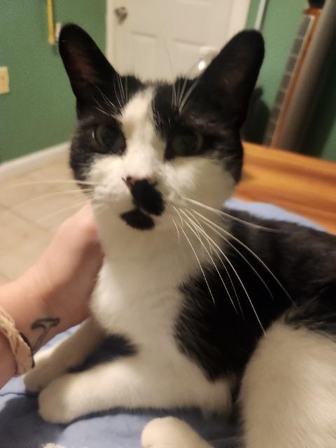 Enlarge Kiki Spohrer, a Adoptable mixed breed in Pawtucket, RI image 2/4
