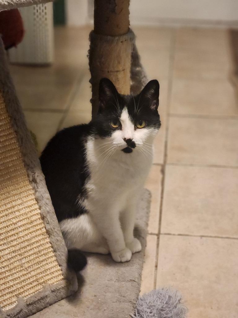 Enlarge Kiki Spohrer, a Adoptable mixed breed in Pawtucket, RI image 3/4