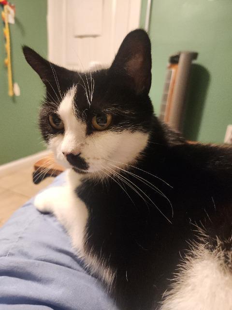 Enlarge Kiki Spohrer, a Adoptable mixed breed in Pawtucket, RI image 4/4