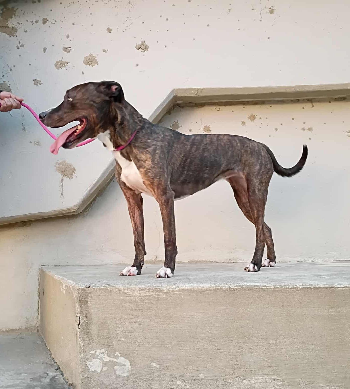 Lady Percy aka Miss Pickles