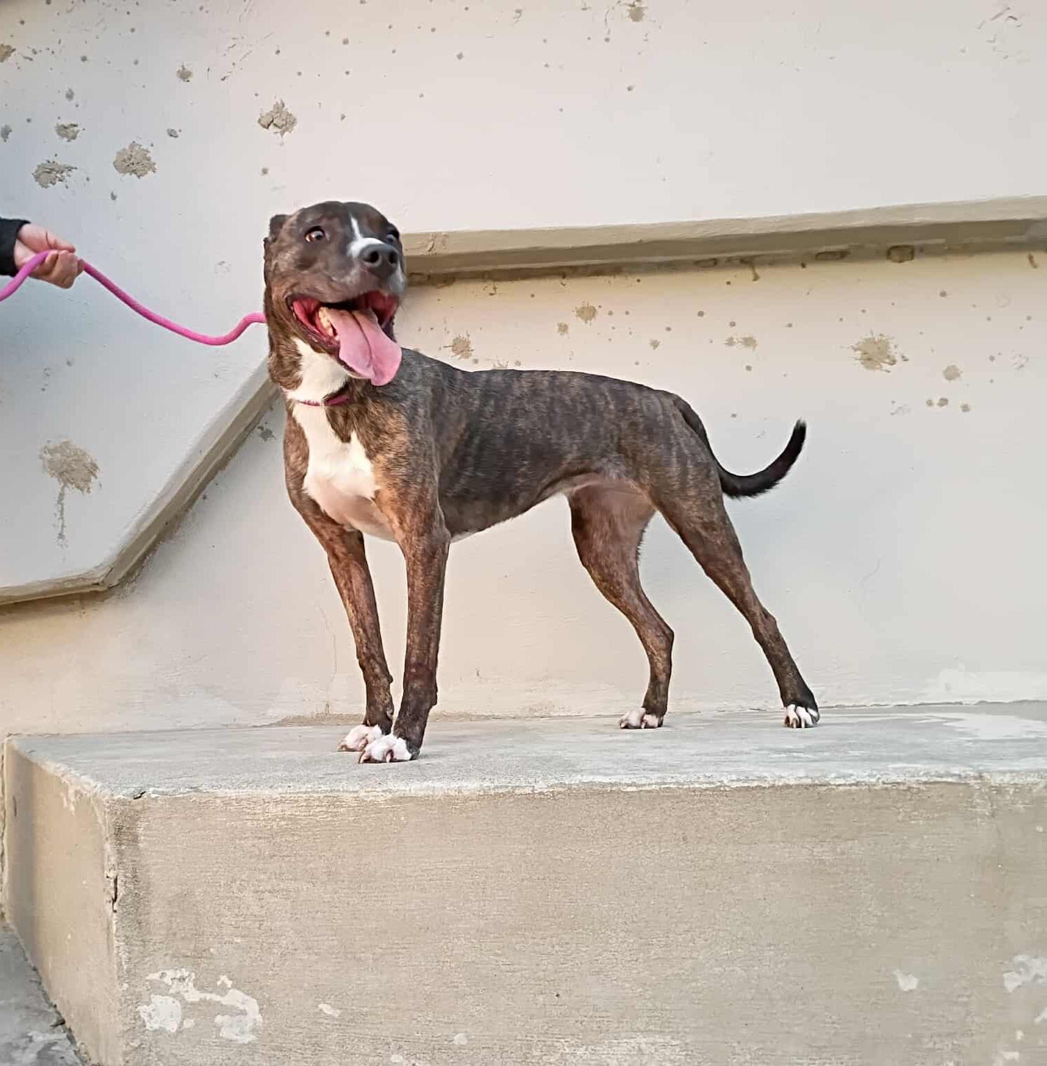 Lady Percy aka Miss Pickles