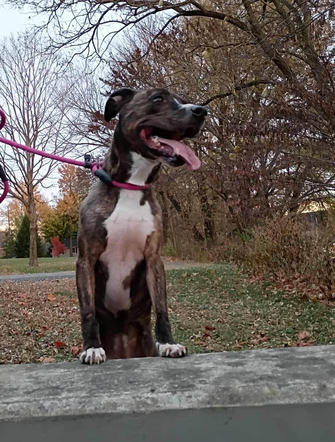 Lady Percy aka Miss Pickles