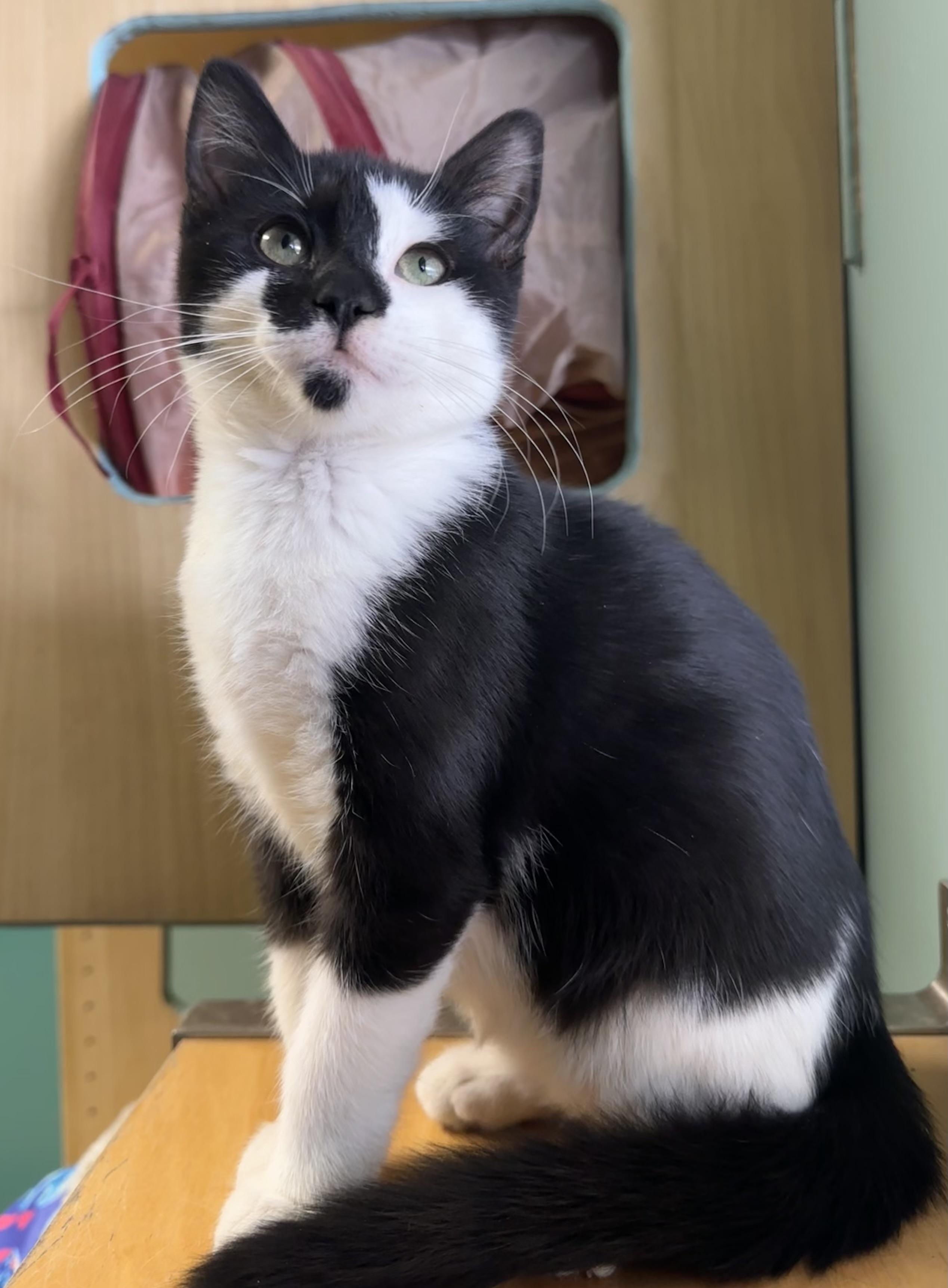 Enlarge Frankie, a ADOPTABLE Domestic Short Hair in Amery, WI image 1/2