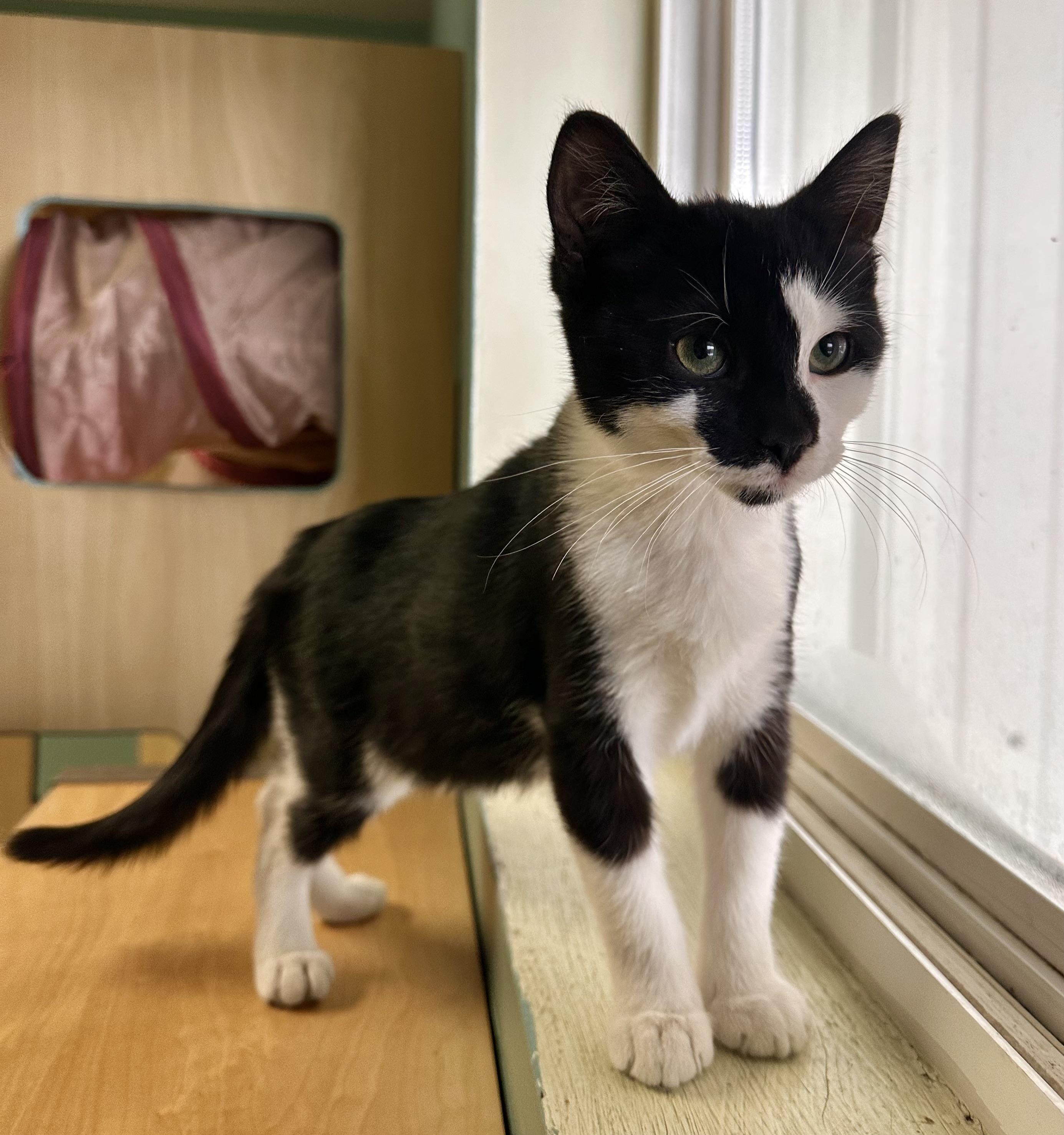 Enlarge Frankie, a ADOPTABLE Domestic Short Hair in Amery, WI image 2/2