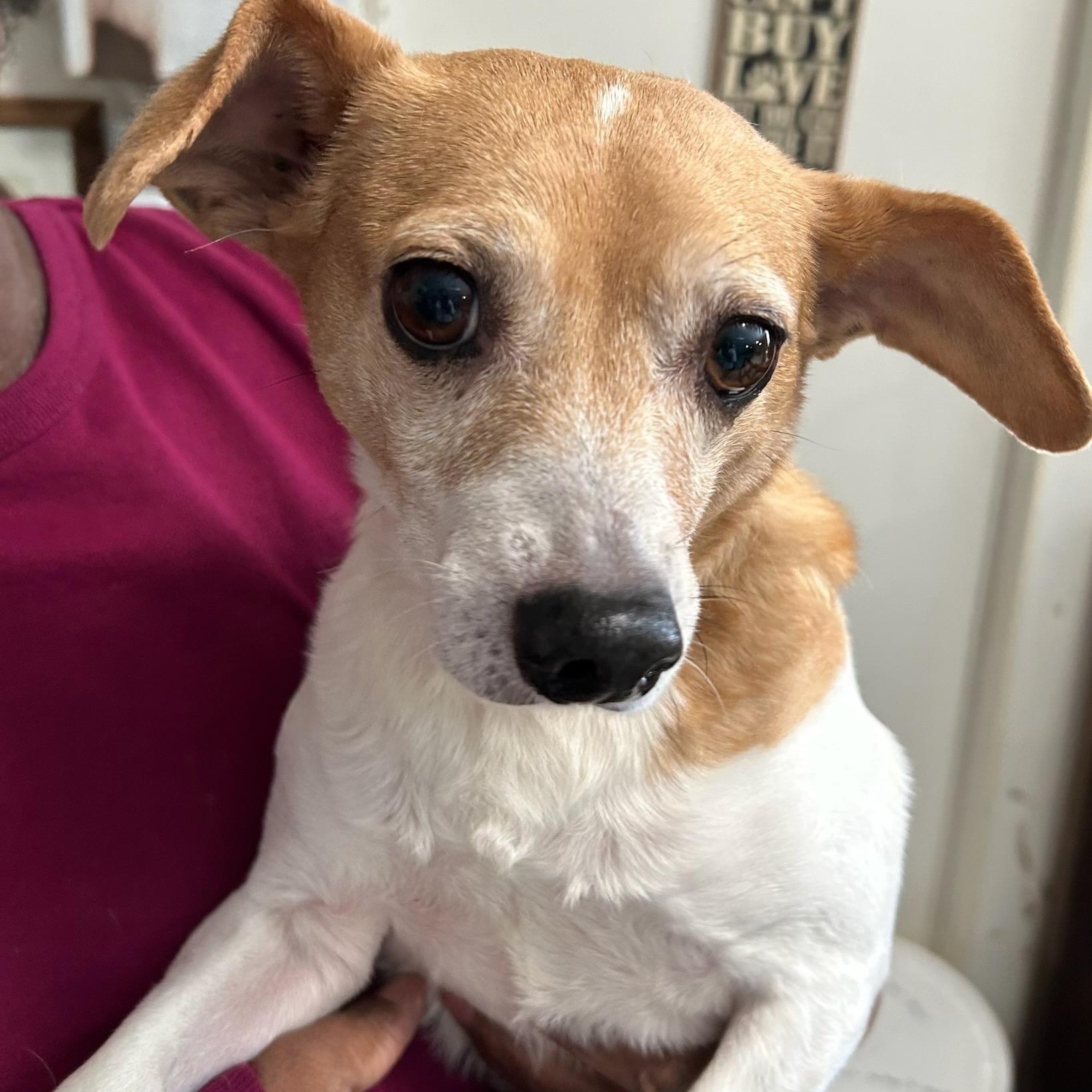 Enlarge Scotty, an adopted mixed breed in Traverse City, MI image 1/1