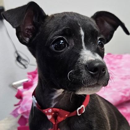 Cupcake, a Adoptable mixed breed in Pleasanton, CA image 1/3