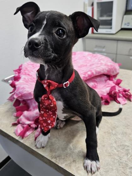 Cupcake, a Adoptable mixed breed in Pleasanton, CA image 2/3