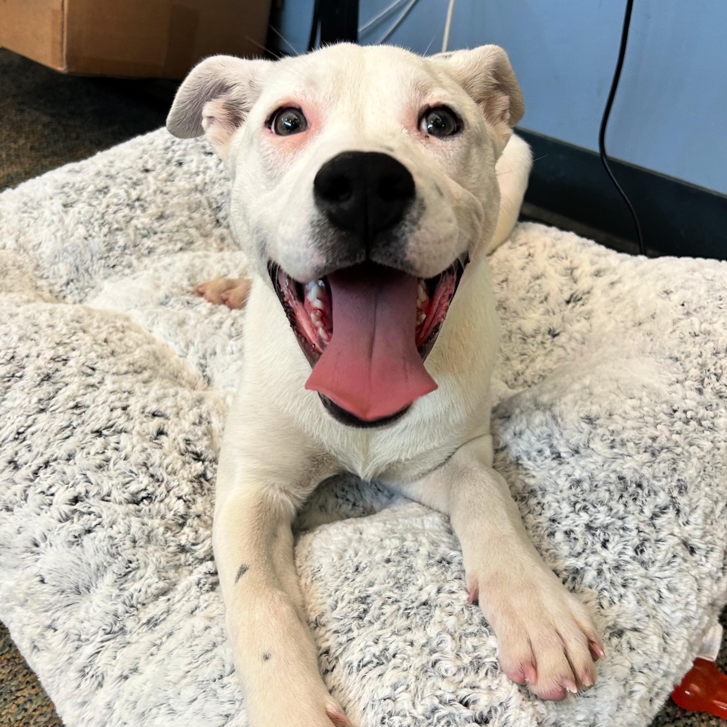 Enlarge Millie, a ADOPTABLE mixed breed in Lindon, UT image 4/5