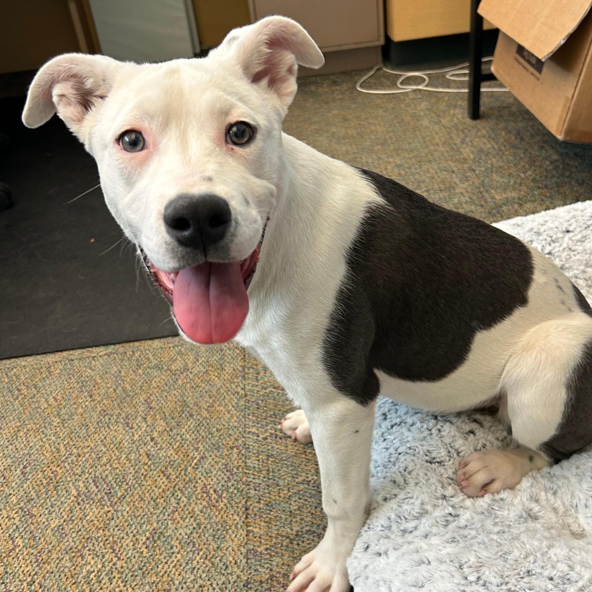 Millie, ADOPTABLE, Puppy Female Pit Bull Terrier.