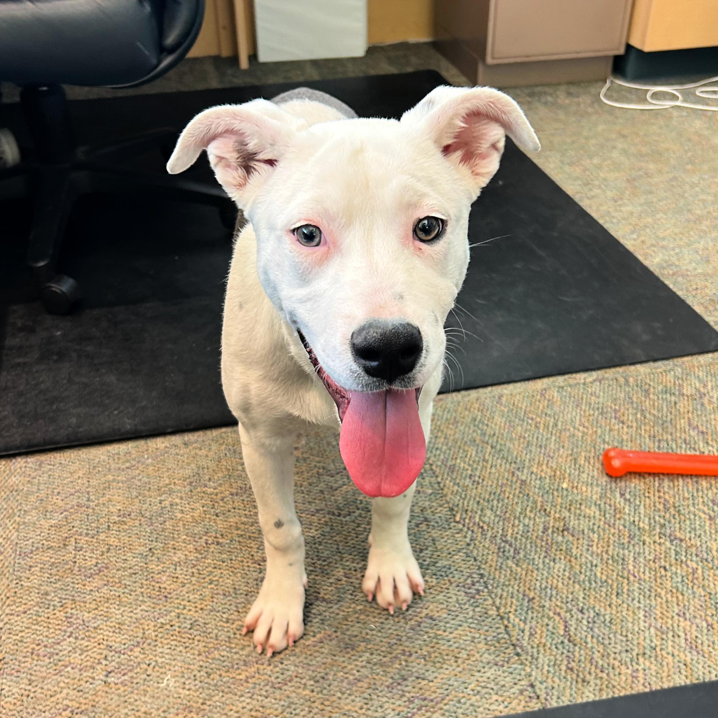 Enlarge Millie, a ADOPTABLE mixed breed in Lindon, UT image 5/5