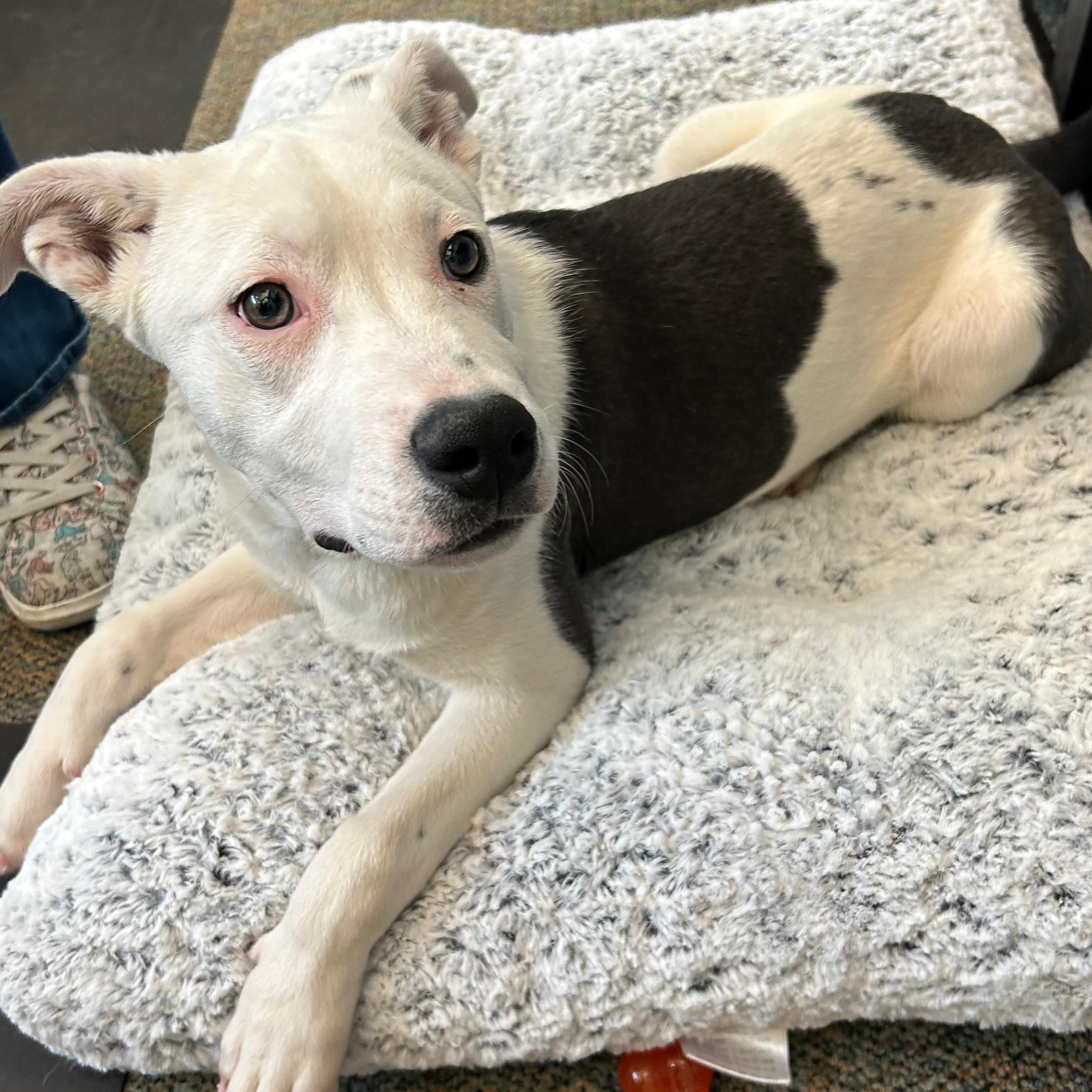 Enlarge Millie, a ADOPTABLE mixed breed in Lindon, UT image 2/5