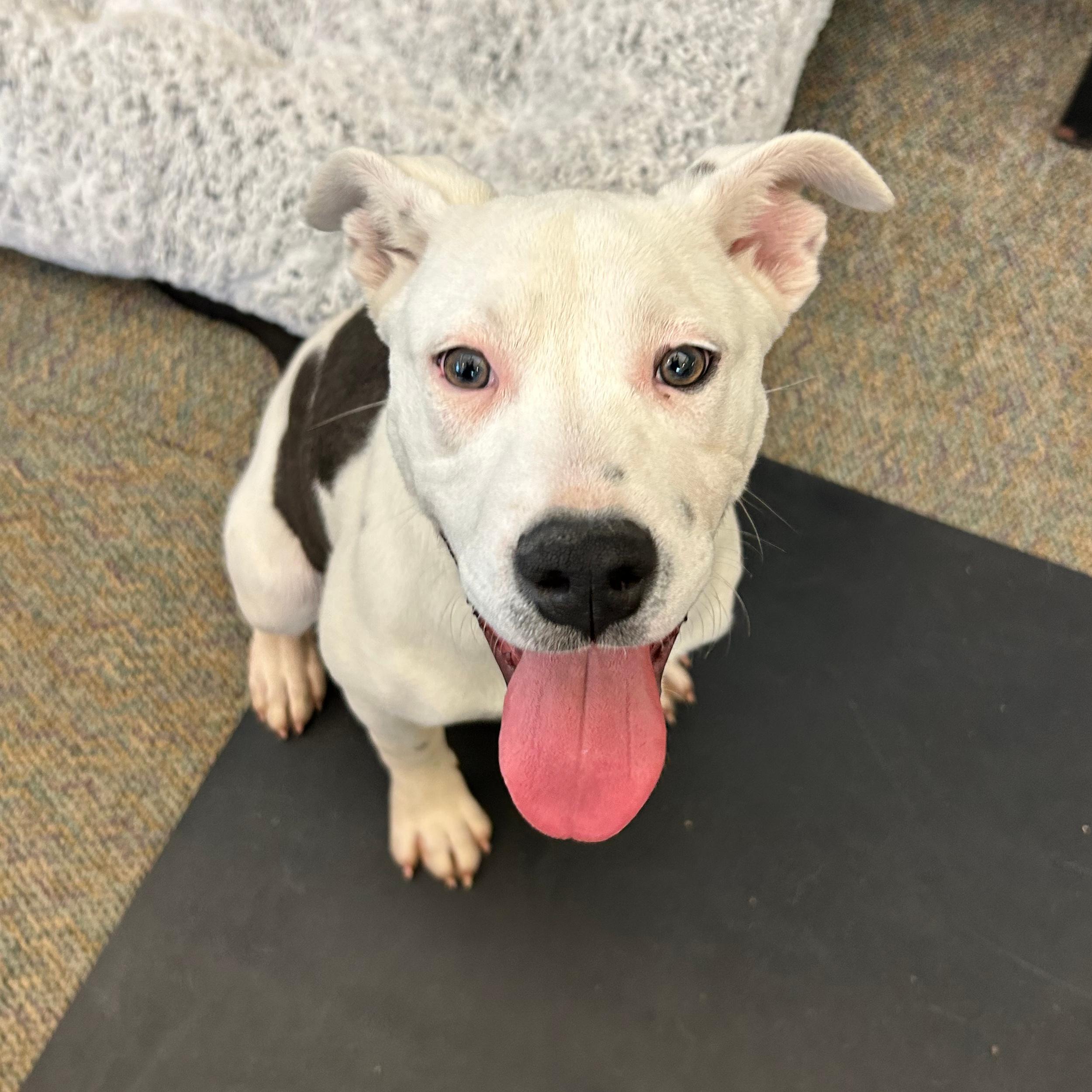 Enlarge Millie, a ADOPTABLE mixed breed in Lindon, UT image 3/5